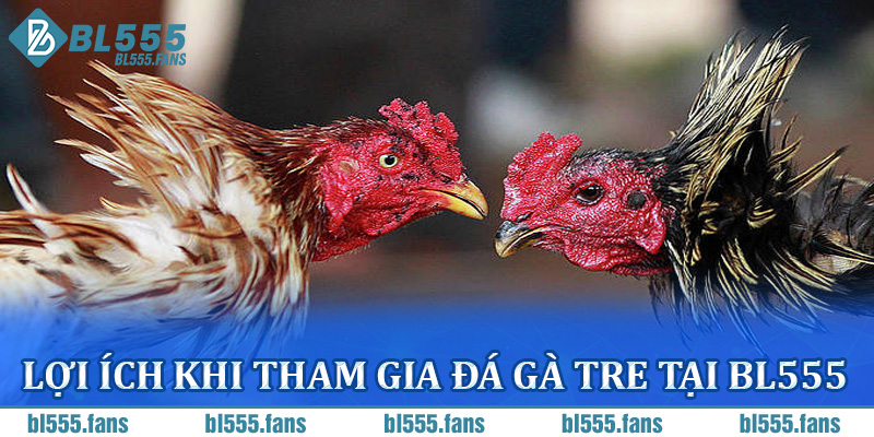 Lợi ích khi tham gia đá gà tre tại BL555