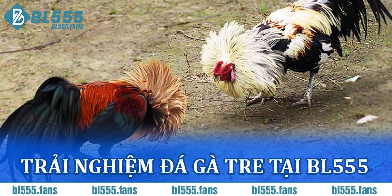 Đá gà tre